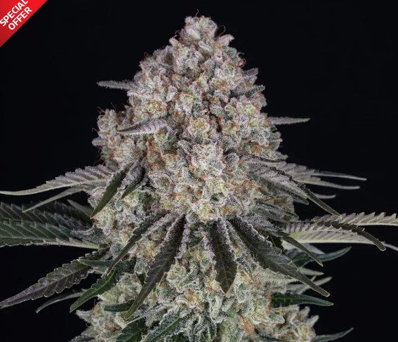 Sour Diesel Auto Strain - BARNEYS FARM