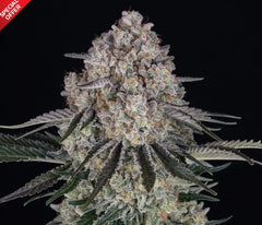 Sour Diesel Auto Strain - BARNEYS FARM