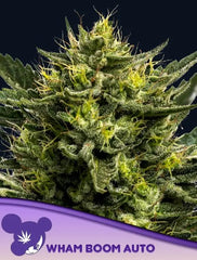 Anesia Seeds - WHAM BOOM Auto