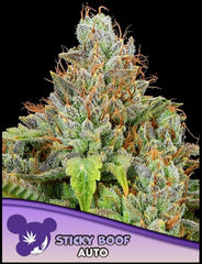 Anesia Seeds - Sticky Boof Auto
