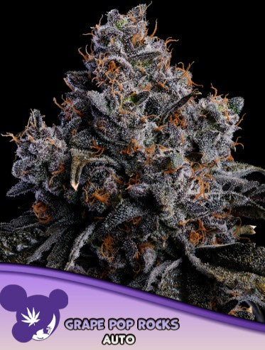 Grape Pop Rocks Auto