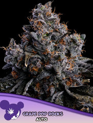 Grape Pop Rocks Auto