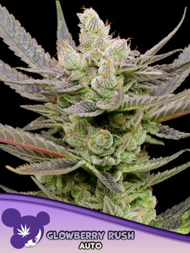 Anesia Seeds - Glowberry Rush Auto