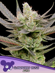 Anesia Seeds - Glowberry Rush Auto