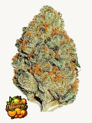 Lemon Mandarin™ - 42FastBuds