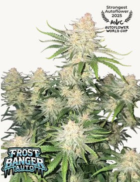 Frostbanger Auto™ - 42 FastBuds
