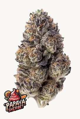 Papaya Sherbet FAST BUD