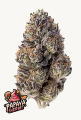 Papaya Sherbet FAST BUD