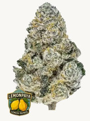 Lemonpaya™ - 42FastBuds