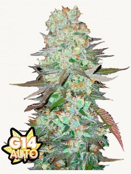 G14 Auto - 42 FastBuds