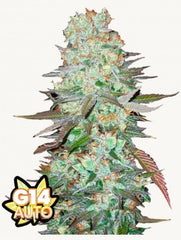 G14 Auto - 42 FastBuds