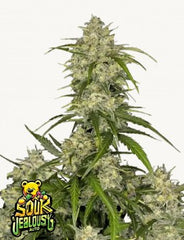 Sour Jealousy Auto™ - 42 FastBuds
