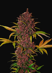 LSD-25 Auto - 420 FastBuds