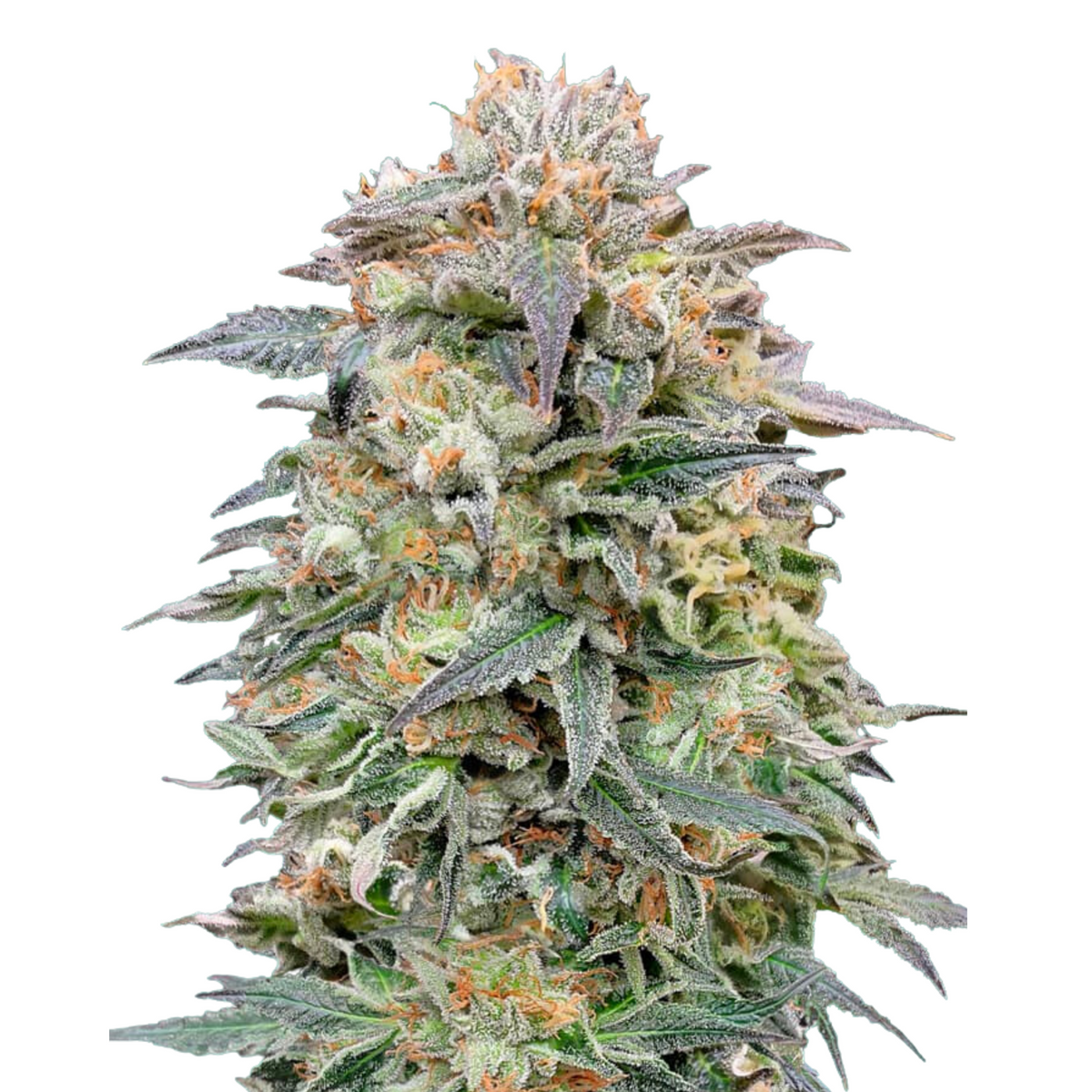 Shark Widow CBD - Advanced Seeds