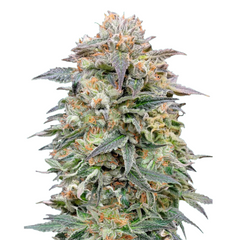 Shark Widow CBD - Advanced Seeds