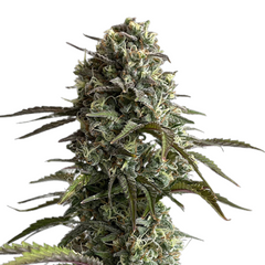 ORIGINAL SKUNK AUTO - 420 FASTBUDS