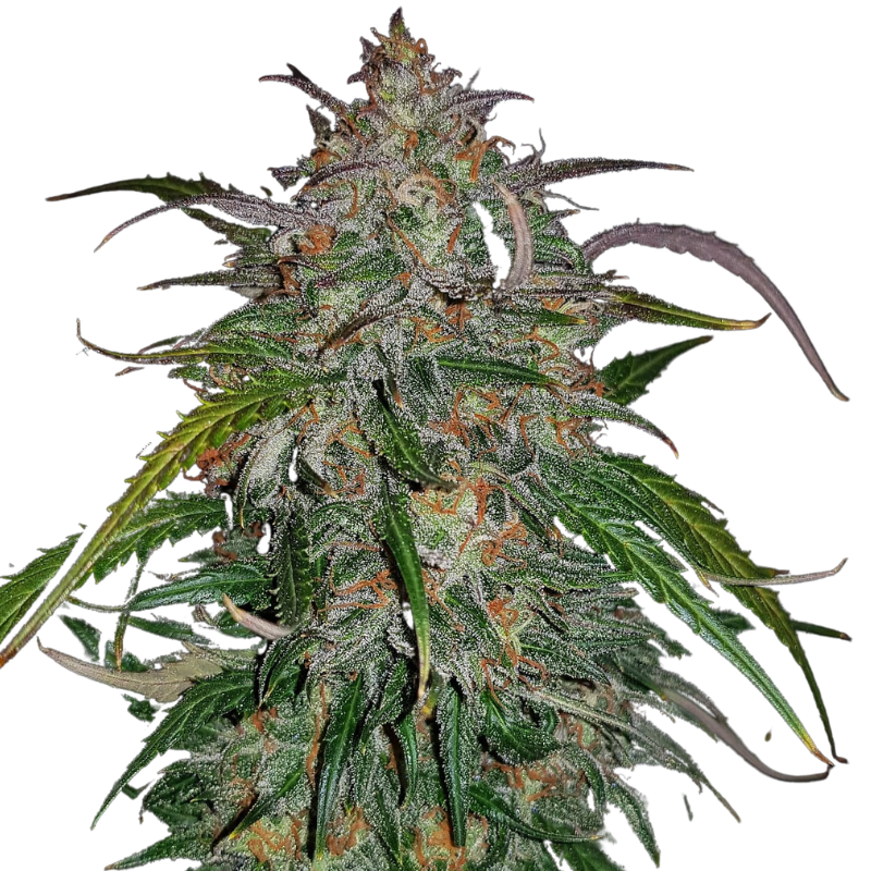 Smoothie Auto - 420 FASTBUDS