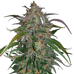 Smoothie Auto - 420 FASTBUDS