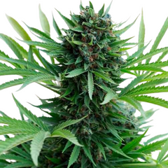 ORIGINAL SOUR DIESEL AUTO - 420 FASTBUDS