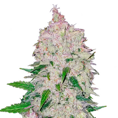 Stardawg Auto - 420 FASTBUDS