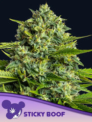 Sticky Boof  FEM ANESIA