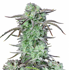 Strawberry Banana Auto - 420 FASTBUDS