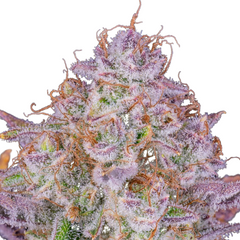 Strawberry Gorilla Auto - 420 FASTBUDS