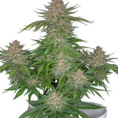 STRAWBERRY PIE AUTO - 420 FASTBUDS
