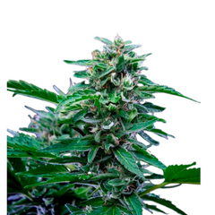 Stress Killer Automatic CBD