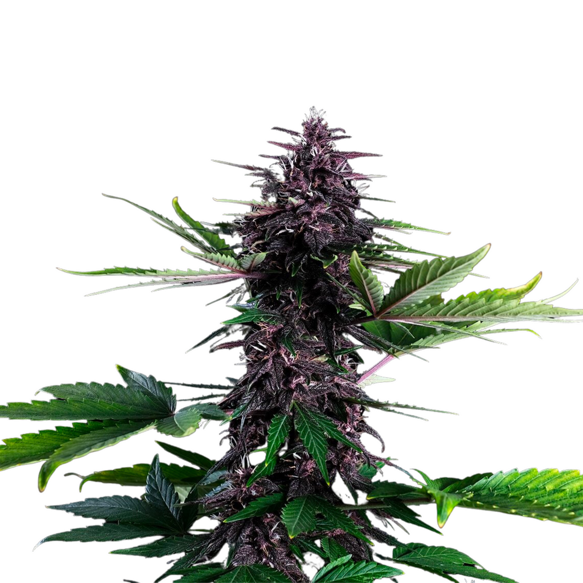 KANNABIA SEEDS -  GORILLA KING AUTO