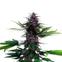 Swiss Dream Rosé Auto Cbd
