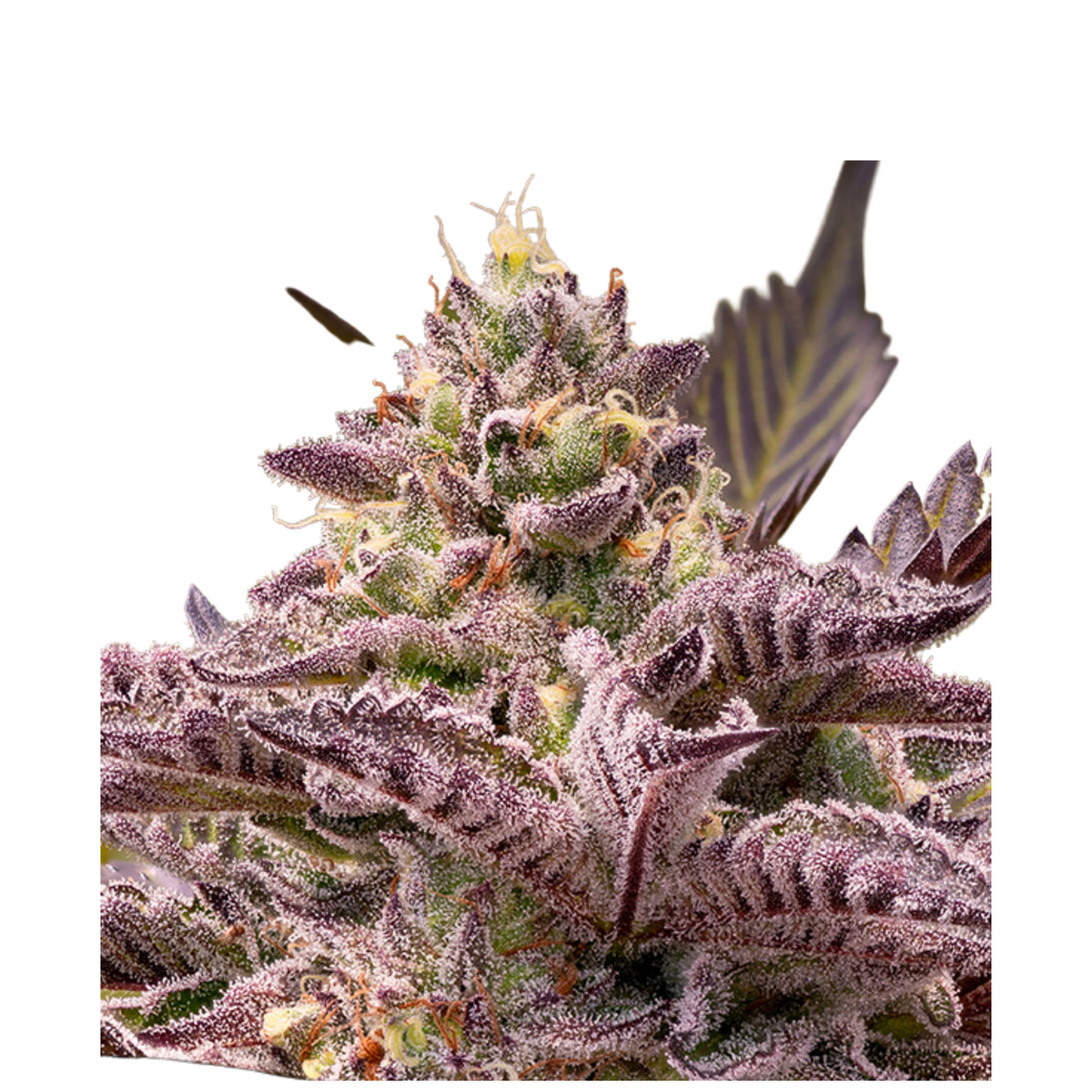 TAHITI VIBEZ AUTO - ANESIA SEEDS
