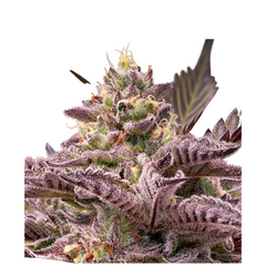 TAHITI VIBEZ AUTO - ANESIA SEEDS