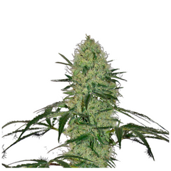 TANGERINE DREAM AUTO  - BARNEY'S FARM