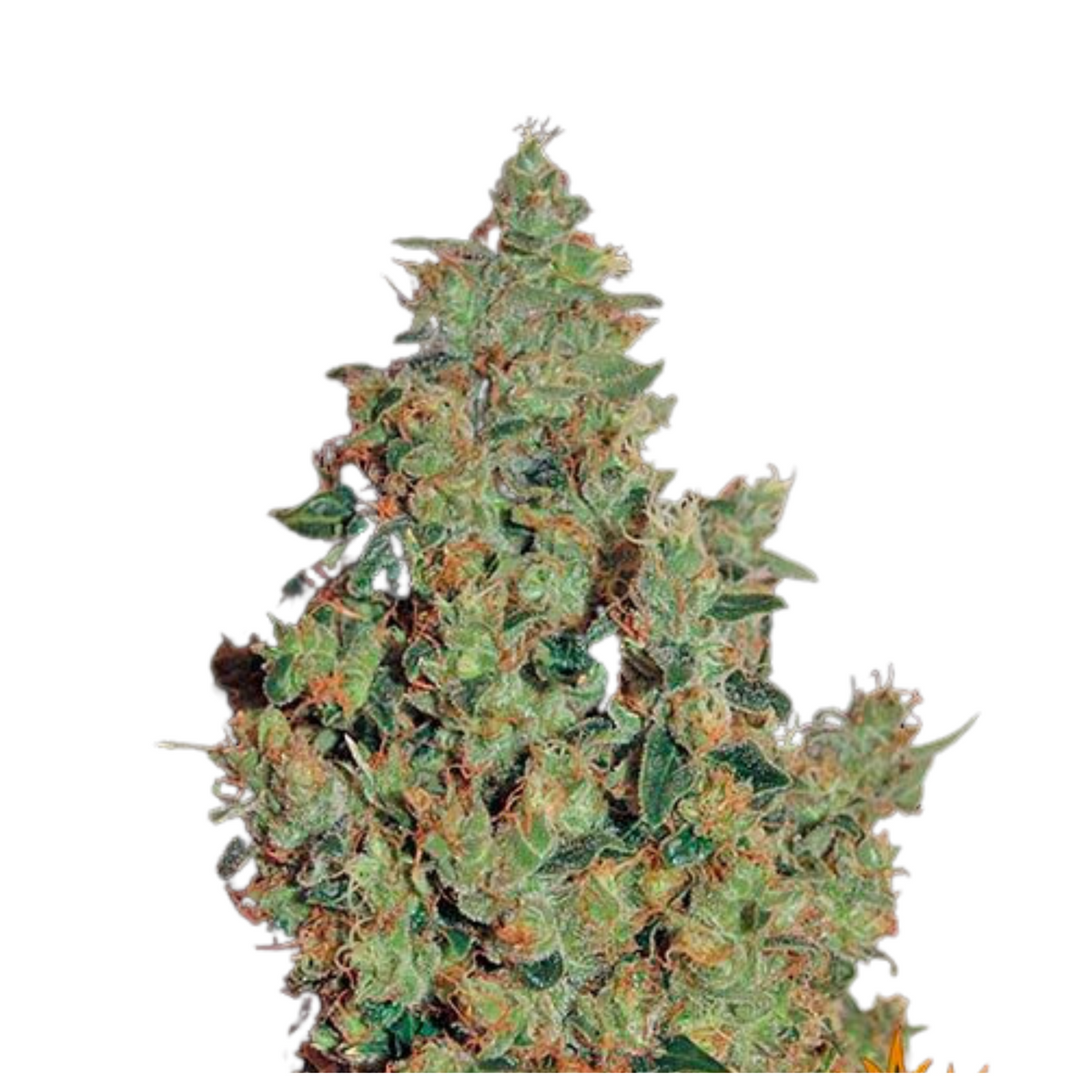 TANGERINE DREAM  - BARNEY'S FARM