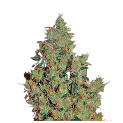 TANGERINE DREAM  - BARNEY'S FARM