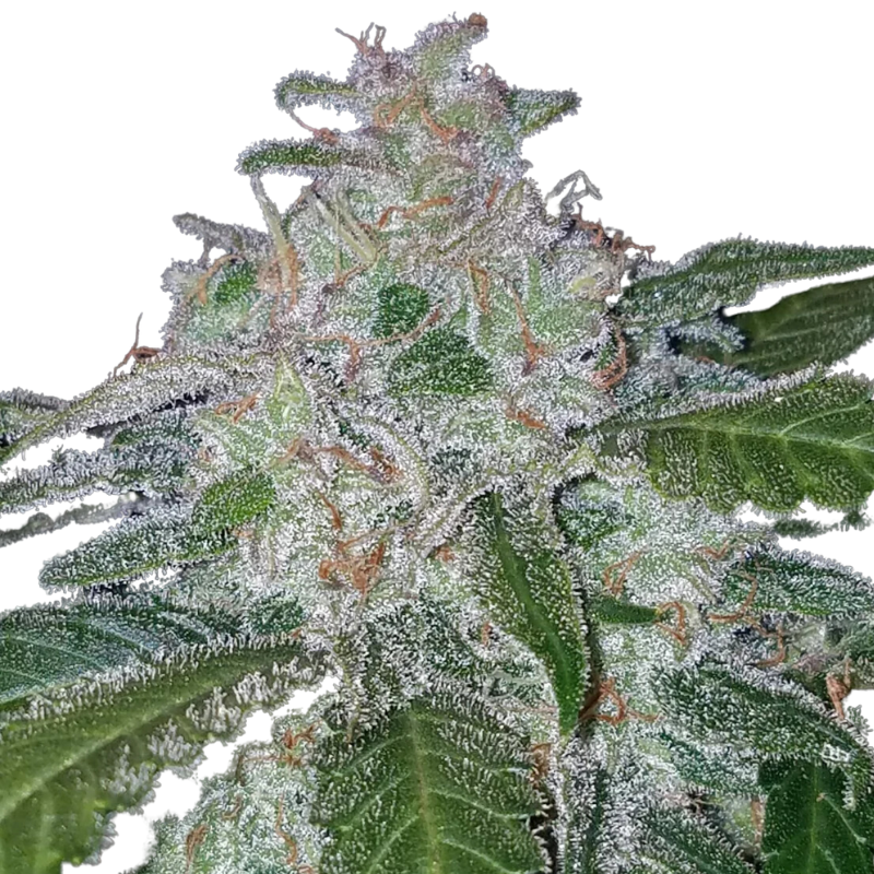 TANGIE AUTO - 420 FASTBUDS
