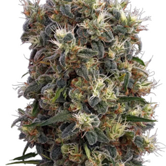 THE CHURCH (FEMINISED) - GREEN HOUSE SEED CO
