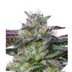 THE SIN - ANESIA SEEDS