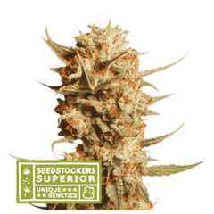 THUNDER BANANA AUTO