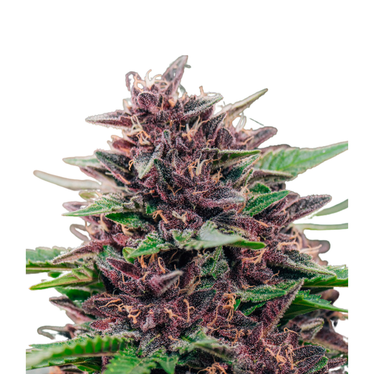 TOFFEE PUDDING AUTO - ANESIA SEEDS