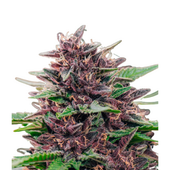 TOFFEE PUDDING AUTO - ANESIA SEEDS