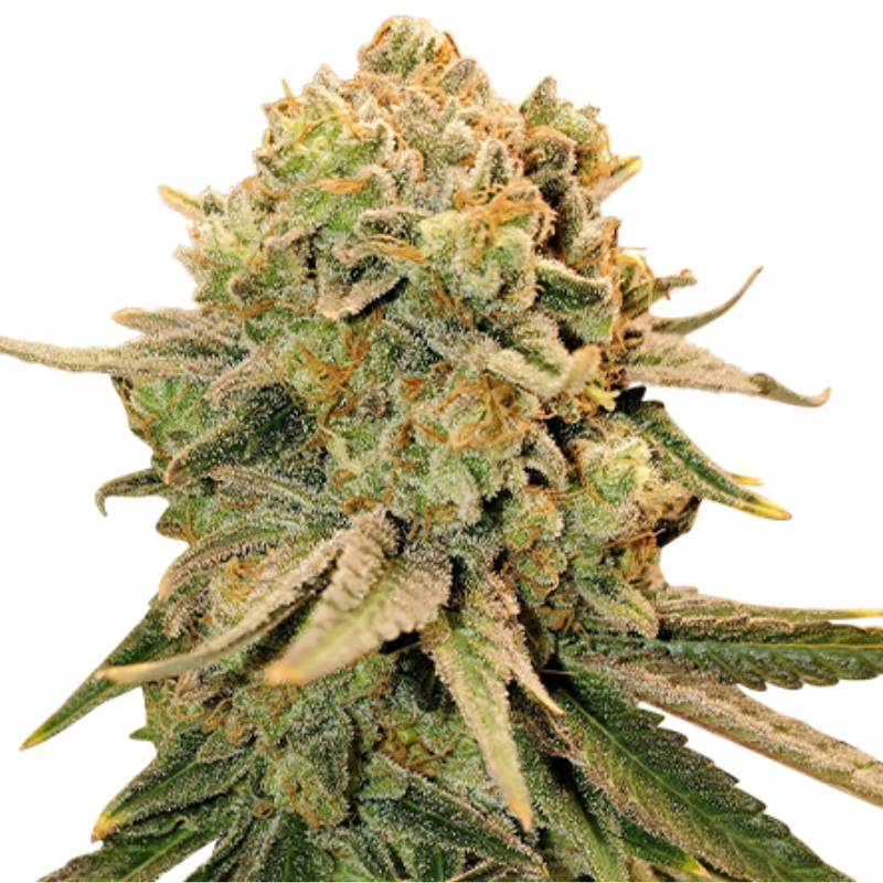 TRAIN WRECK (FEMINISED) - GREEN HOUSE SEED CO