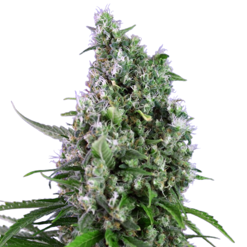 SWEET TRAINWRECK AUTO
