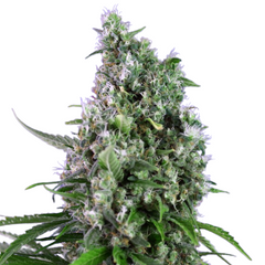 SWEET TRAINWRECK AUTO