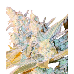 TRIPLE CHEESE AUTO - ANESIA SEEDS