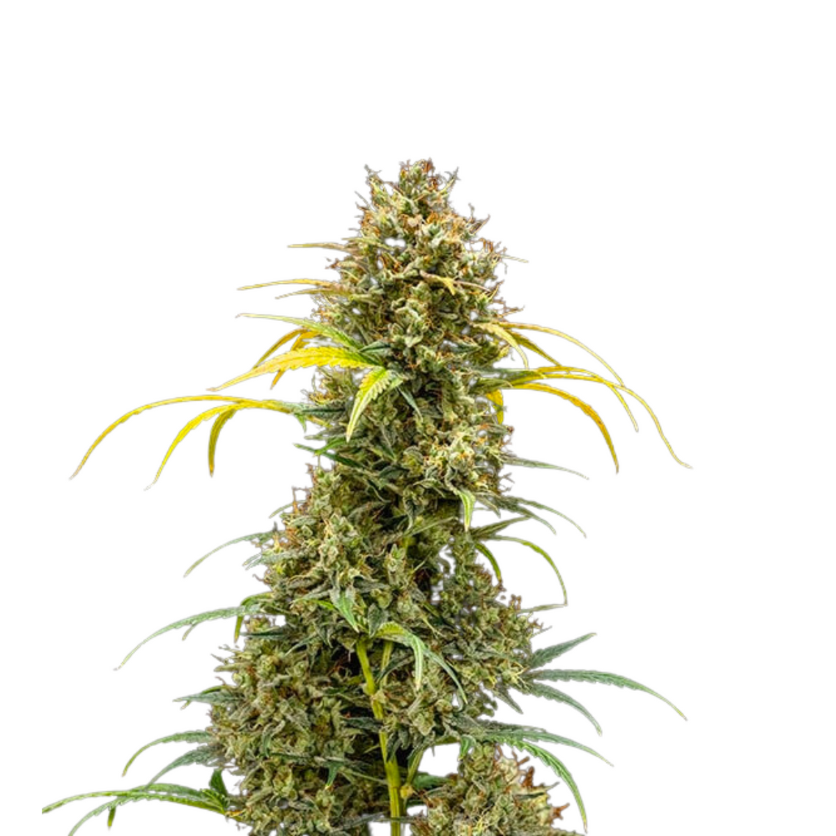 TRIPLE G AUTO