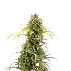 TRIPLE G AUTO