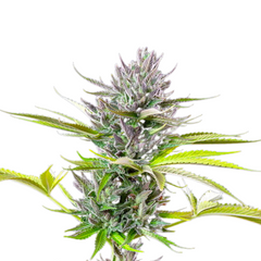 TRIPLE G FEM