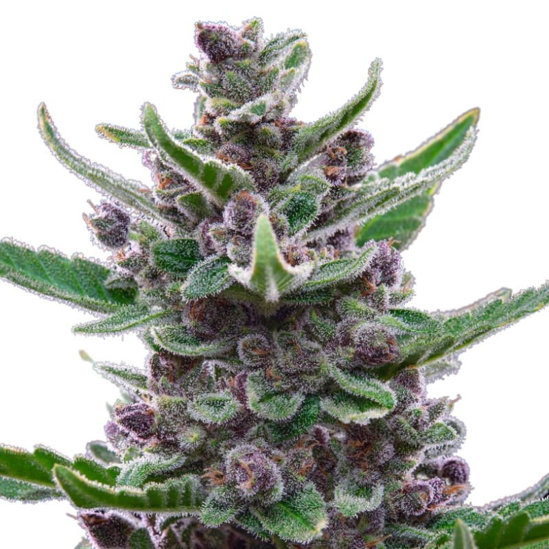 TROPICANA COOKIES AUTO - 420 FASTBUDS